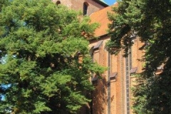 DLuen026