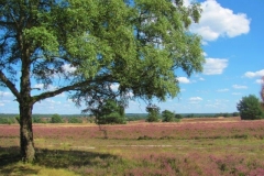 Heide006_1