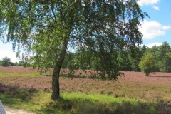 Heide008_1