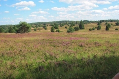 Heide010_1
