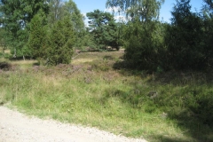 heide005