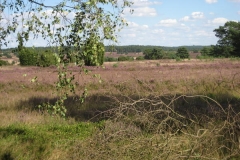 heide007