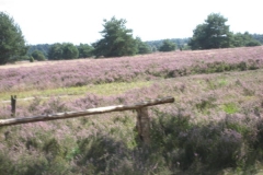 heide009