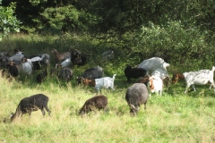 heide042