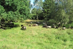 heide042_1