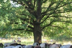 heide043_1