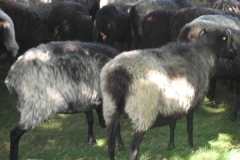 heide045