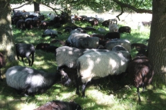 heide046