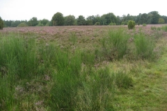 heide053