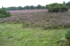 heide054