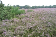 heide056