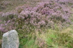 heide056_1
