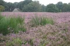 heide057