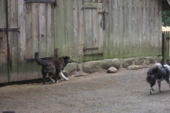 heide067