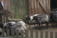 heide072