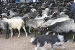 heide074