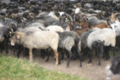 heide075
