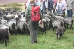 heide078