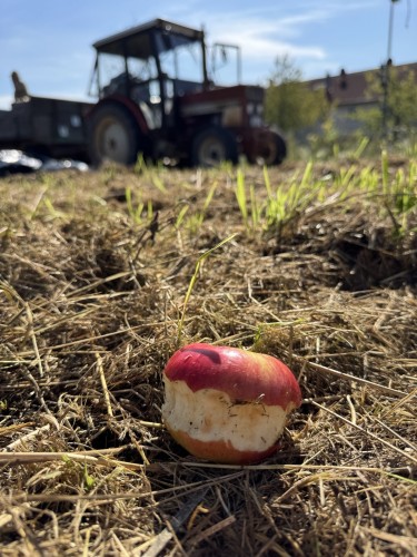 Apfelsammelaktion des OGV ein voller Erfolg